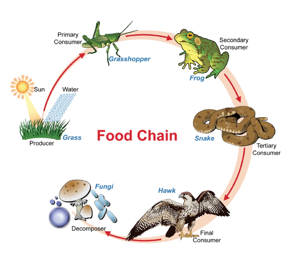 Food Chains Skoool The London Grid For Learning